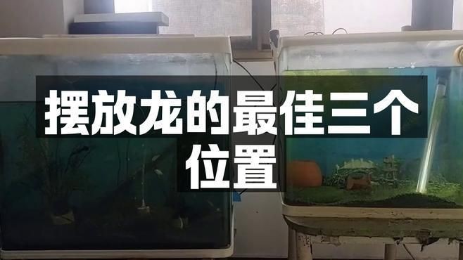 白子招財(cái)龍的最佳擺放位置【夢(mèng)為魚(yú)擺放龍的最佳三個(gè)位置文化縱覽白子招財(cái)龍的擺放位置】