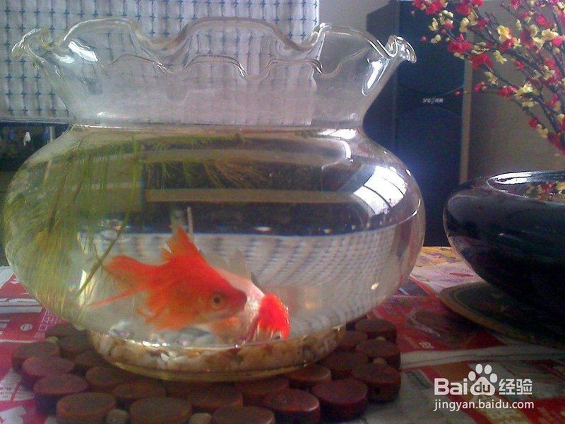 金魚為什么夏天容易死【金魚夏天容易死亡的原因】