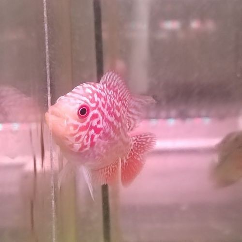 羅漢魚苗退沙圖解【《羅漢魚苗退沙圖解》】