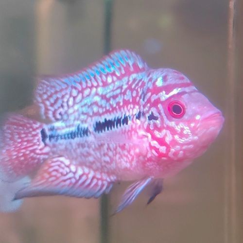 羅漢魚苗退沙圖解【《羅漢魚苗退沙圖解》】