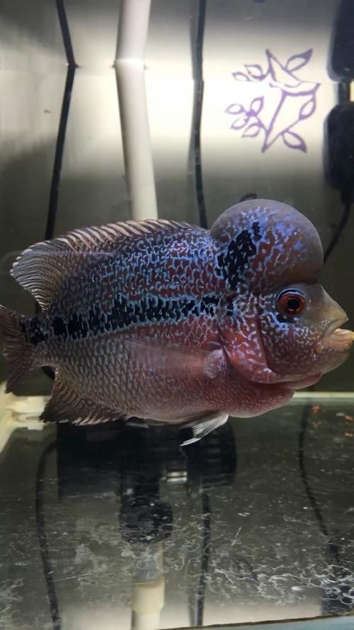 羅漢魚苗退沙圖解【《羅漢魚苗退沙圖解》】