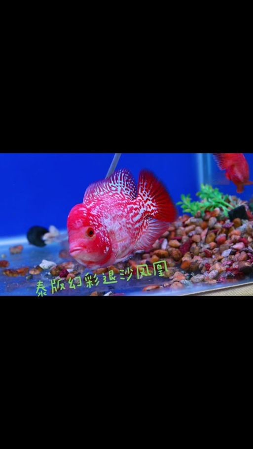 羅漢魚苗退沙圖解【《羅漢魚苗退沙圖解》】