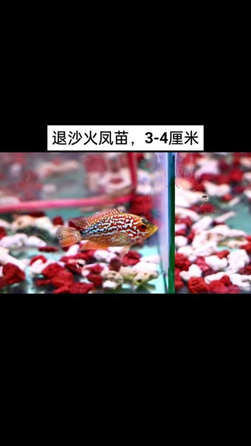 羅漢魚苗退沙圖解【《羅漢魚苗退沙圖解》】