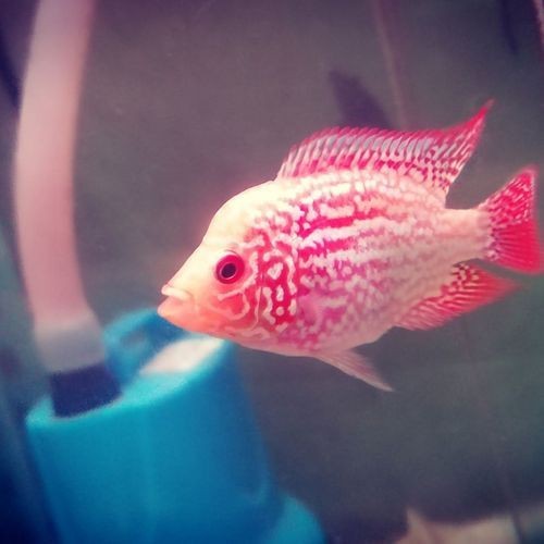 羅漢魚苗退沙圖解【《羅漢魚苗退沙圖解》】