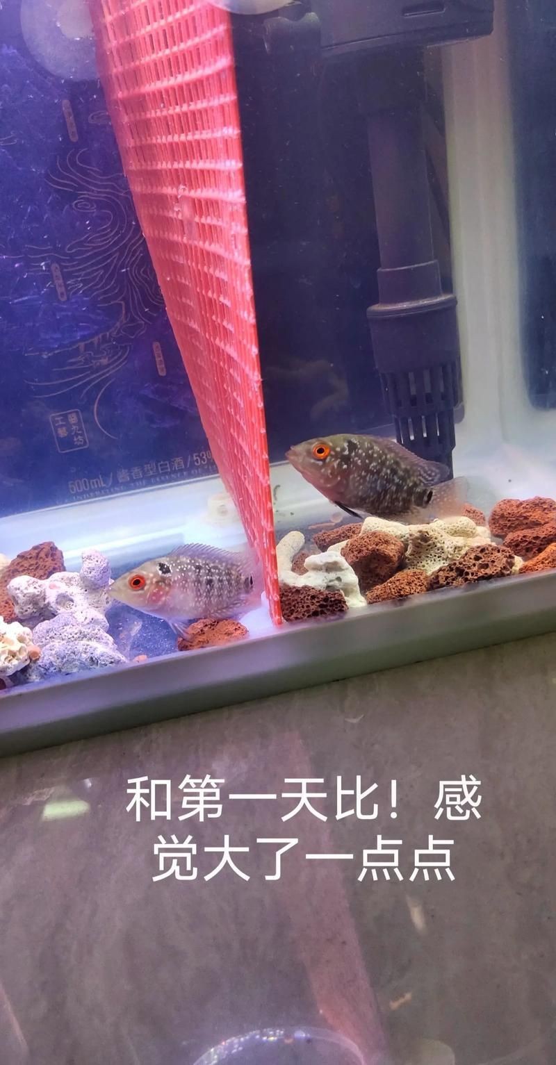 羅漢魚苗退沙圖解【《羅漢魚苗退沙圖解》】