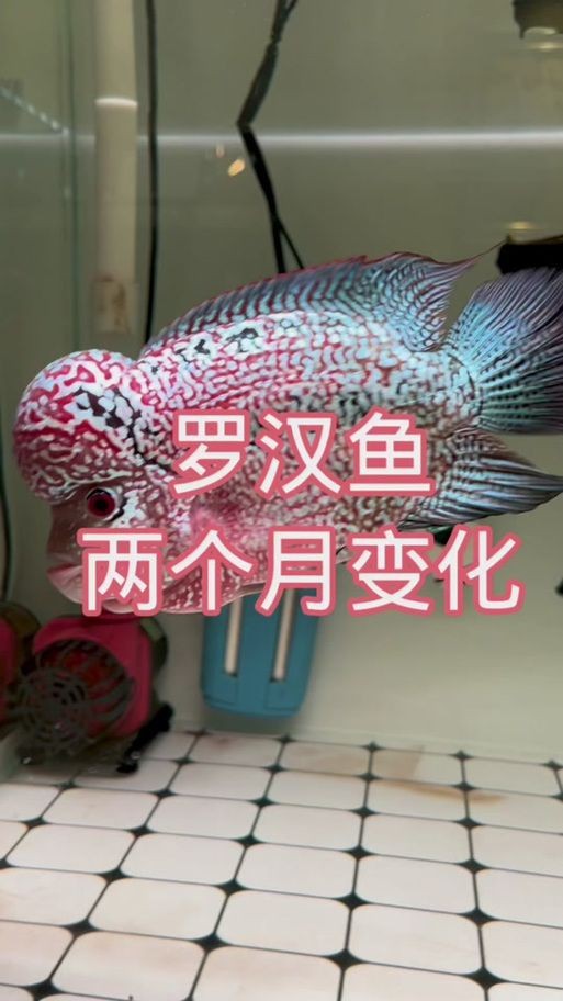 羅漢魚苗退沙圖解【《羅漢魚苗退沙圖解》】