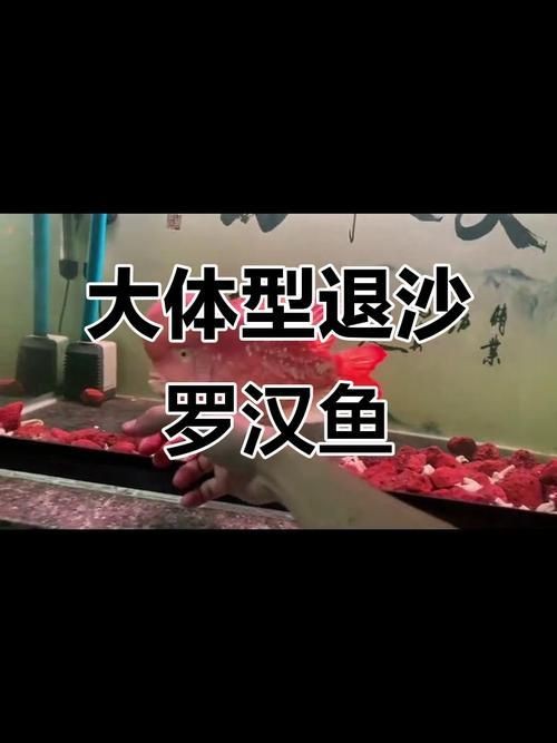 羅漢魚苗退沙圖解【《羅漢魚苗退沙圖解》】