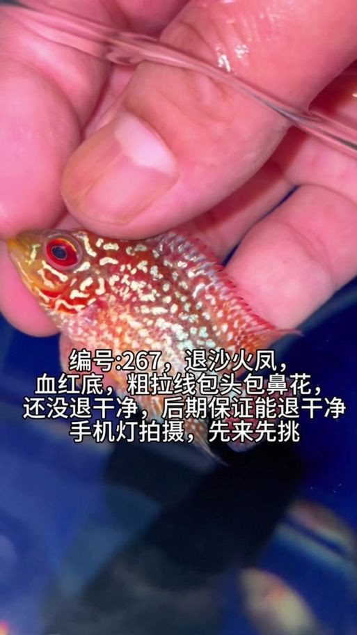 羅漢魚苗退沙圖解【《羅漢魚苗退沙圖解》】