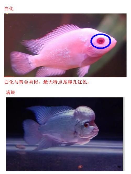 羅漢魚苗退沙圖解【《羅漢魚苗退沙圖解》】