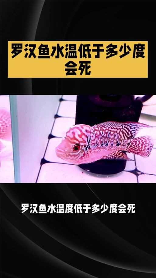 羅漢魚苗退沙圖解【《羅漢魚苗退沙圖解》】