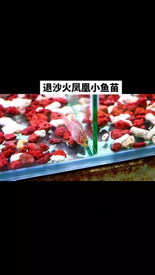 羅漢魚苗退沙圖解【《羅漢魚苗退沙圖解》】