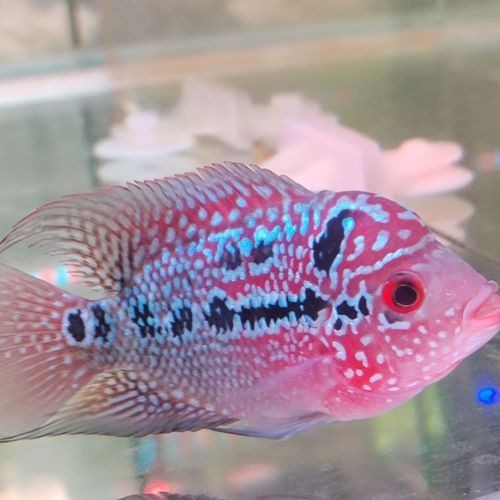 羅漢魚苗退沙圖解【《羅漢魚苗退沙圖解》】