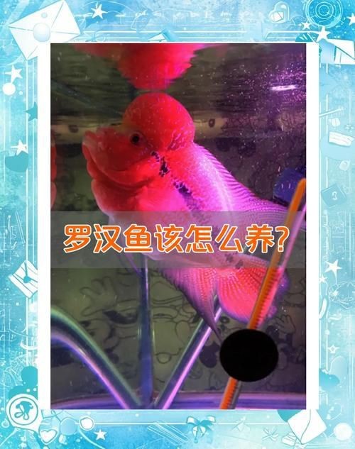 羅漢魚苗退沙圖解【《羅漢魚苗退沙圖解》】