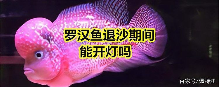 羅漢魚苗退沙圖解【《羅漢魚苗退沙圖解》】