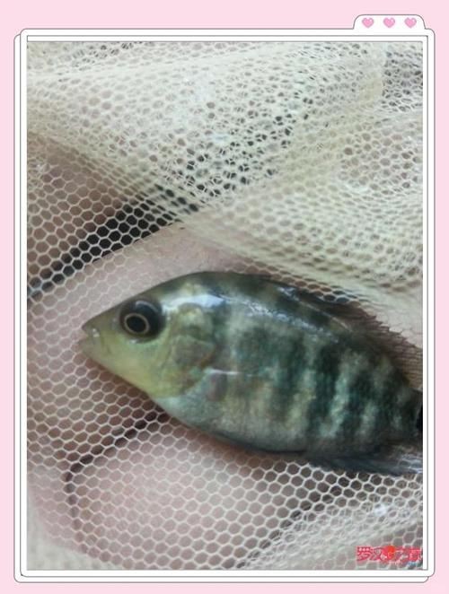 羅漢魚苗退沙圖解【《羅漢魚苗退沙圖解》】