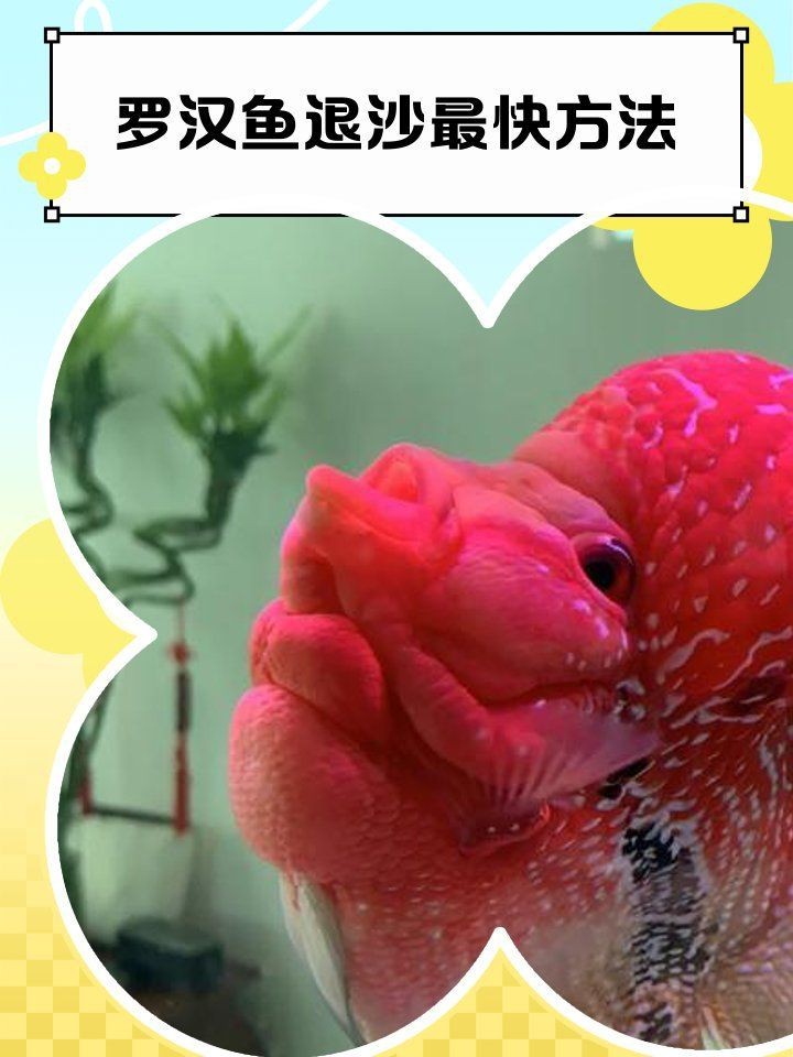 羅漢魚苗退沙圖解【《羅漢魚苗退沙圖解》】