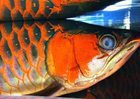龍魚眼睛凸起圖片【《龍魚眼睛凸起現(xiàn)象解析》】
