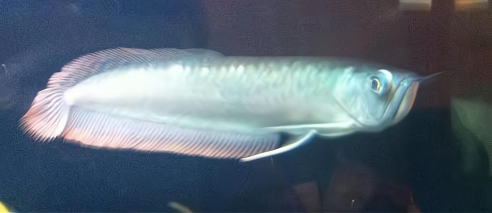 龍魚眼睛凸起圖片【《龍魚眼睛凸起現(xiàn)象解析》】
