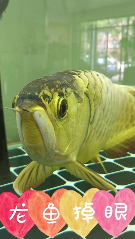 龍魚眼睛凸起圖片【《龍魚眼睛凸起現(xiàn)象解析》】