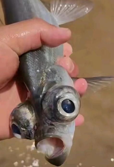 龍魚眼睛凸起圖片【《龍魚眼睛凸起現(xiàn)象解析》】
