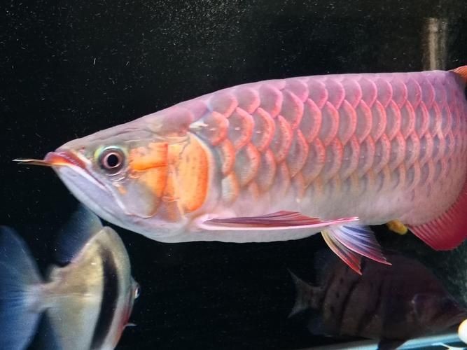 龍魚眼睛凸起圖片【《龍魚眼睛凸起現(xiàn)象解析》】