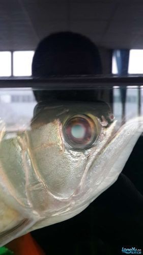 龍魚眼睛凸起圖片【《龍魚眼睛凸起現(xiàn)象解析》】