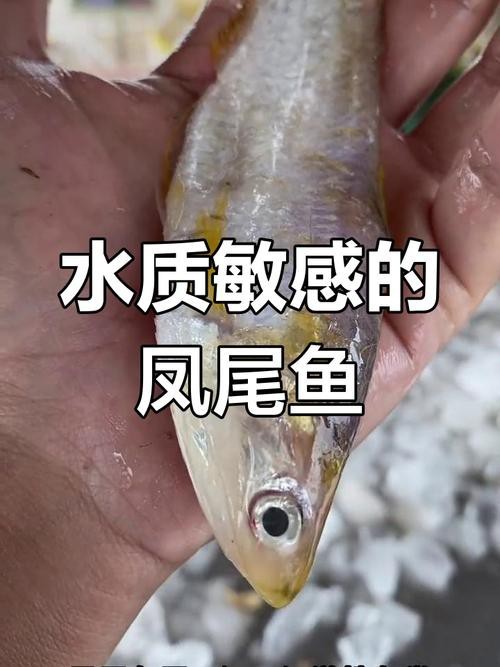 鳳尾魚的圖片【《鳳尾魚：靈動水世界的璀璨精靈》】