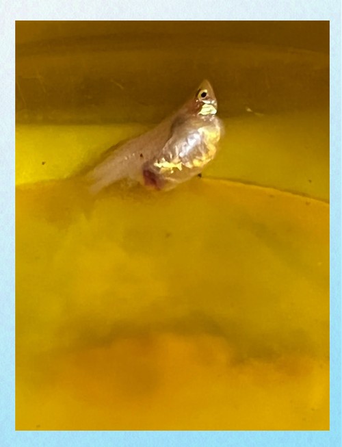 鳳尾魚的圖片【《鳳尾魚：靈動水世界的璀璨精靈》】