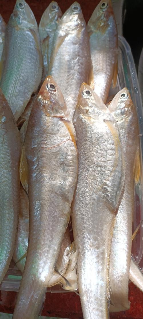 鳳尾魚的圖片【《鳳尾魚：靈動水世界的璀璨精靈》】