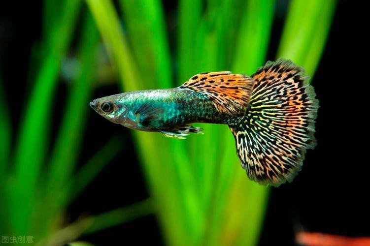 鳳尾魚的圖片【《鳳尾魚：靈動水世界的璀璨精靈》】