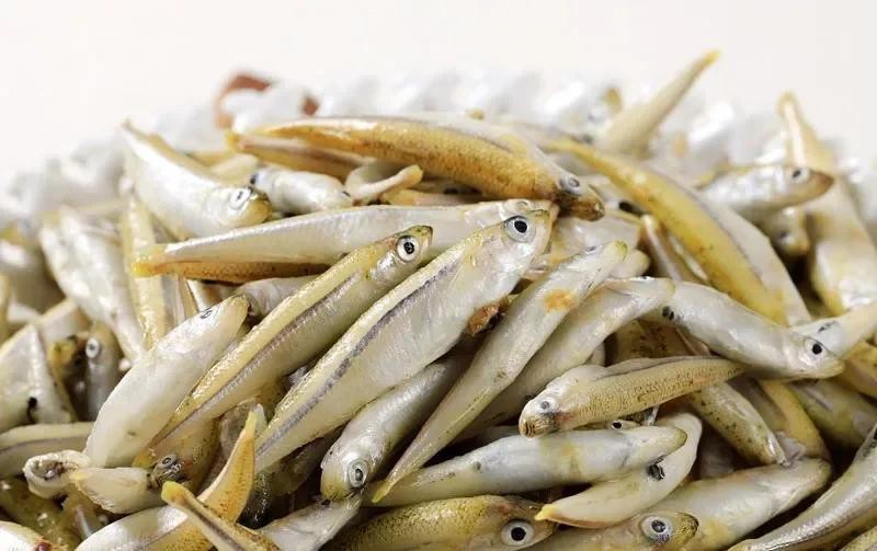 鳳尾魚的圖片【《鳳尾魚：靈動水世界的璀璨精靈》】