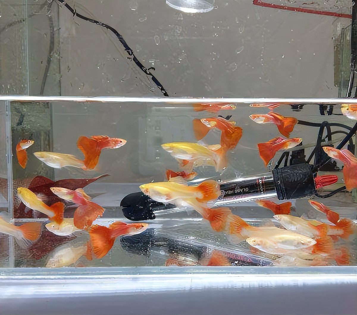 鳳尾魚的圖片【《鳳尾魚：靈動水世界的璀璨精靈》】