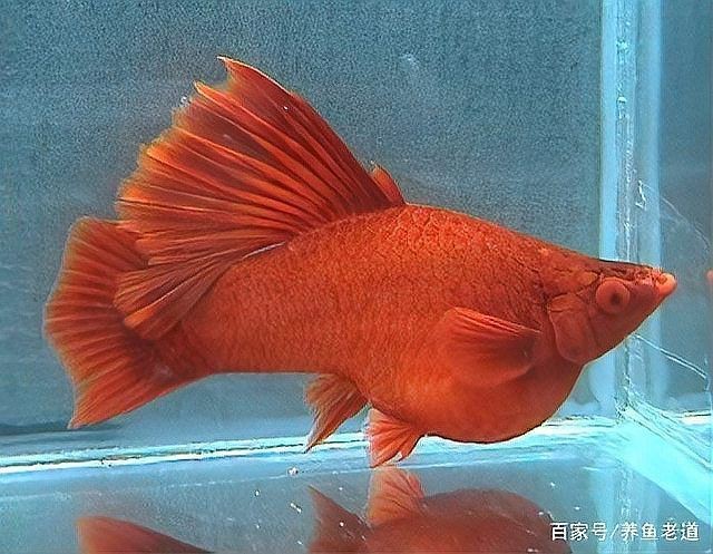 紅箭魚最好的三個品種【紅箭魚中的“貴族品種”及其優質品種及其詳細分析】 紅箭魚最好的三個品種【紅箭魚中的“貴族品種”及其優質品種及其詳細分析】 龍魚論壇 第1張