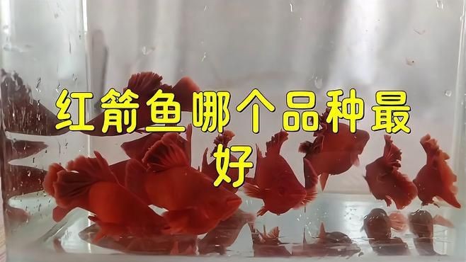 紅箭魚最好的三個品種【紅箭魚中的“貴族品種”及其優質品種及其詳細分析】 紅箭魚最好的三個品種【紅箭魚中的“貴族品種”及其優質品種及其詳細分析】 龍魚論壇 第3張