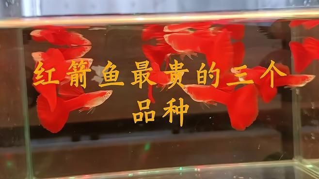 紅箭魚最好的三個品種【紅箭魚中的“貴族品種”及其優質品種及其詳細分析】 紅箭魚最好的三個品種【紅箭魚中的“貴族品種”及其優質品種及其詳細分析】 龍魚論壇 第7張