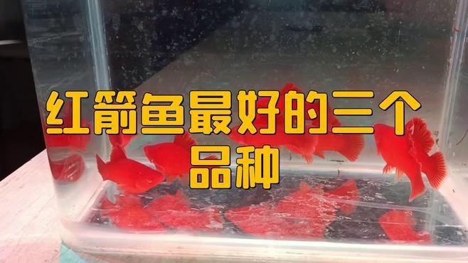 紅箭魚最好的三個品種【紅箭魚中的“貴族品種”及其優質品種及其詳細分析】 紅箭魚最好的三個品種【紅箭魚中的“貴族品種”及其優質品種及其詳細分析】 龍魚論壇 第5張
