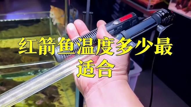 紅箭魚最好的三個品種【紅箭魚中的“貴族品種”及其優質品種及其詳細分析】 紅箭魚最好的三個品種【紅箭魚中的“貴族品種”及其優質品種及其詳細分析】 龍魚論壇 第10張