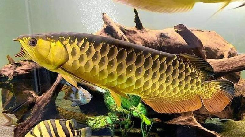 龍魚能活幾年【影響龍魚壽命的因素】