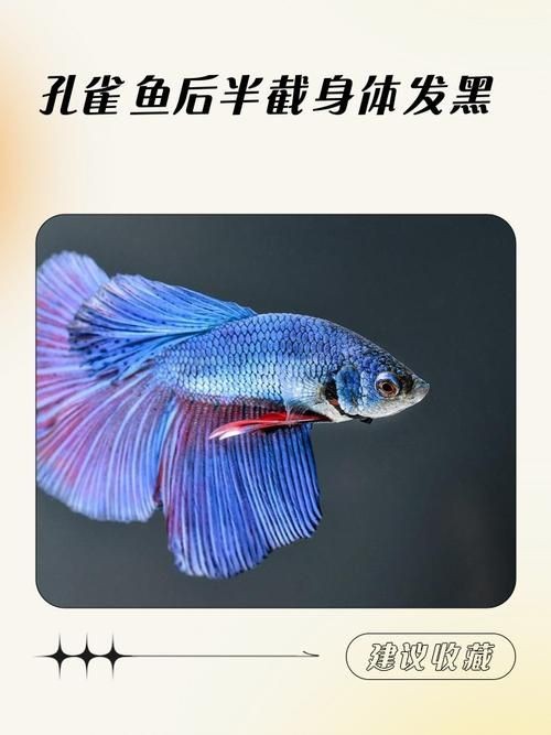 龍魚吃生豬肉有哪些風險？，龍魚吃生豬肉可能存在多重風險，生豬肉可能存在多重風險