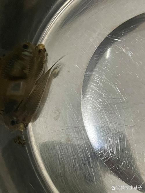 孔雀魚發(fā)黑圖片【關(guān)于孔雀魚發(fā)黑圖片所呈現(xiàn)的現(xiàn)象，往往引發(fā)諸多關(guān)注與探討】