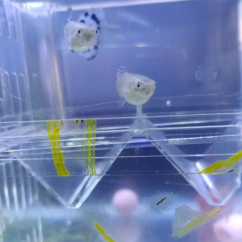 孔雀魚發(fā)黑圖片【關(guān)于孔雀魚發(fā)黑圖片所呈現(xiàn)的現(xiàn)象，往往引發(fā)諸多關(guān)注與探討】