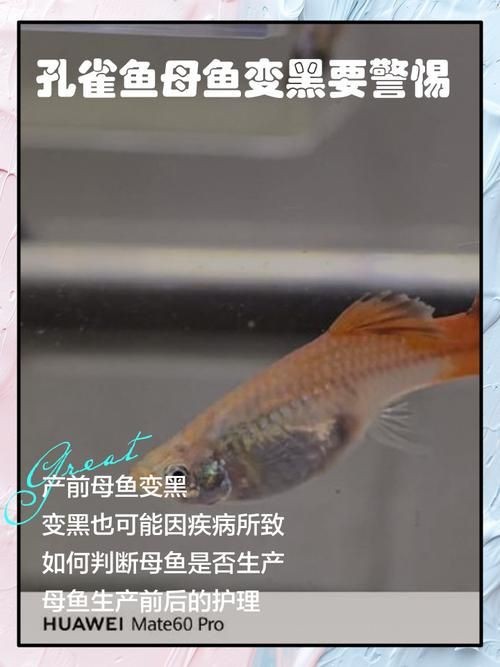 孔雀魚發黑圖片【關于孔雀魚發黑圖片所呈現的現象，往往引發諸多關注與探討】
