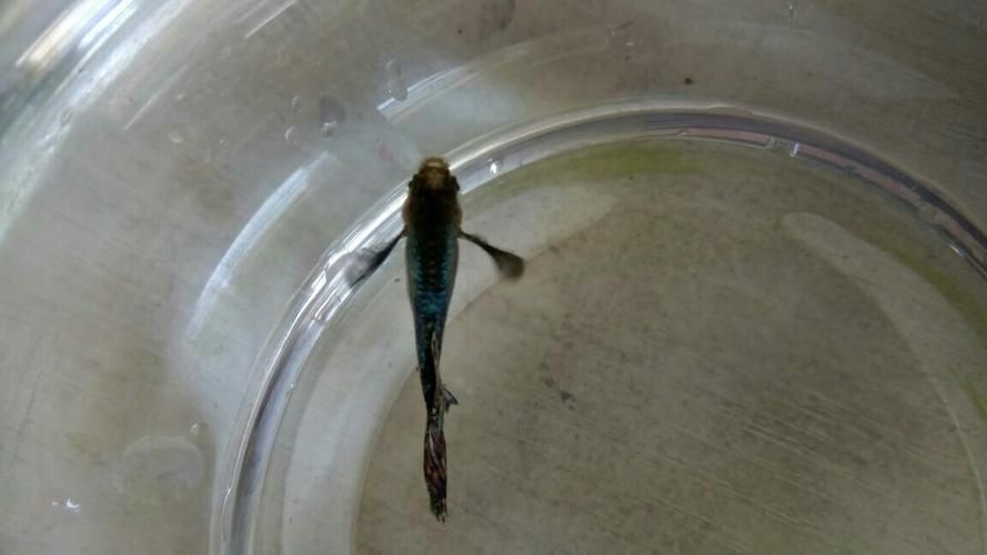 孔雀魚發黑圖片【關于孔雀魚發黑圖片所呈現的現象，往往引發諸多關注與探討】