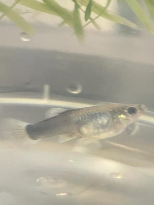 龍魚吃生豬肉有哪些風險？，龍魚吃生豬肉可能存在多重風險，生豬肉可能存在多重風險