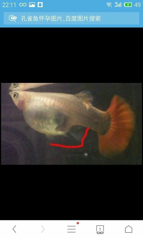 孔雀魚發黑圖片【關于孔雀魚發黑圖片所呈現的現象，往往引發諸多關注與探討】