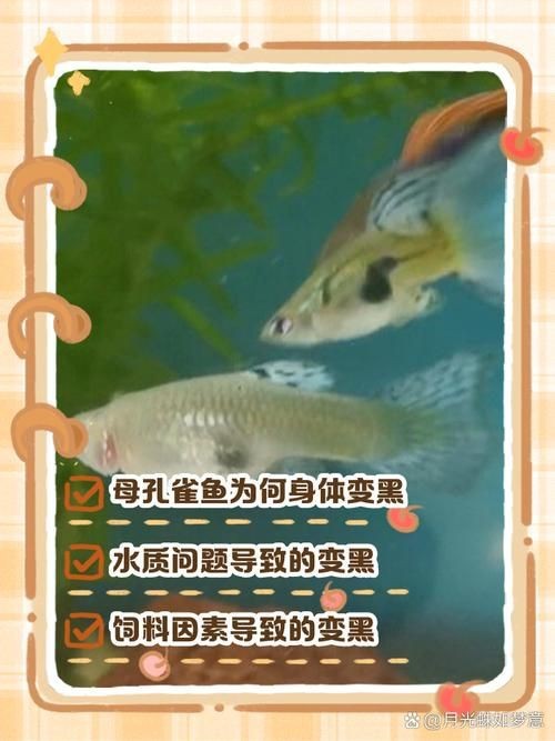 孔雀魚發黑圖片【關于孔雀魚發黑圖片所呈現的現象，往往引發諸多關注與探討】