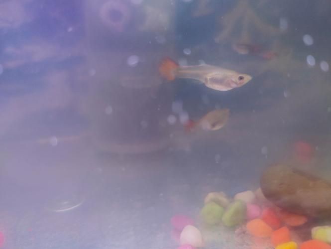 孔雀魚發黑圖片【關于孔雀魚發黑圖片所呈現的現象，往往引發諸多關注與探討】