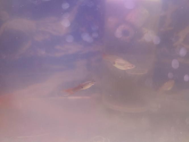 孔雀魚發黑圖片【關于孔雀魚發黑圖片所呈現的現象，往往引發諸多關注與探討】