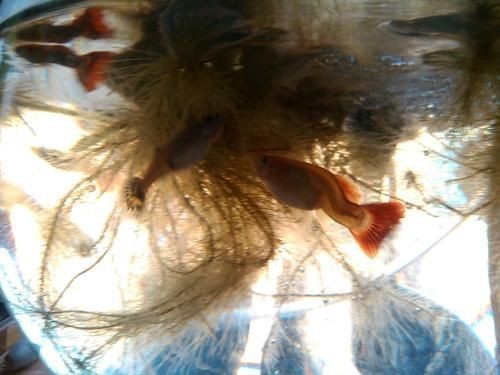 孔雀魚發黑圖片【關于孔雀魚發黑圖片所呈現的現象，往往引發諸多關注與探討】