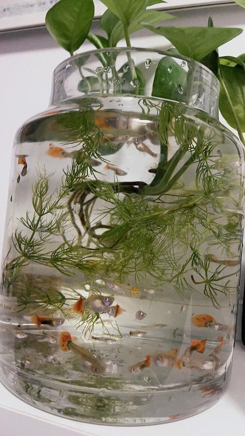 孔雀魚發黑圖片【關于孔雀魚發黑圖片所呈現的現象，往往引發諸多關注與探討】